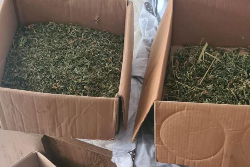 Policjanci zlikwidowali plantację konopi i zabezpieczyli narkotyki