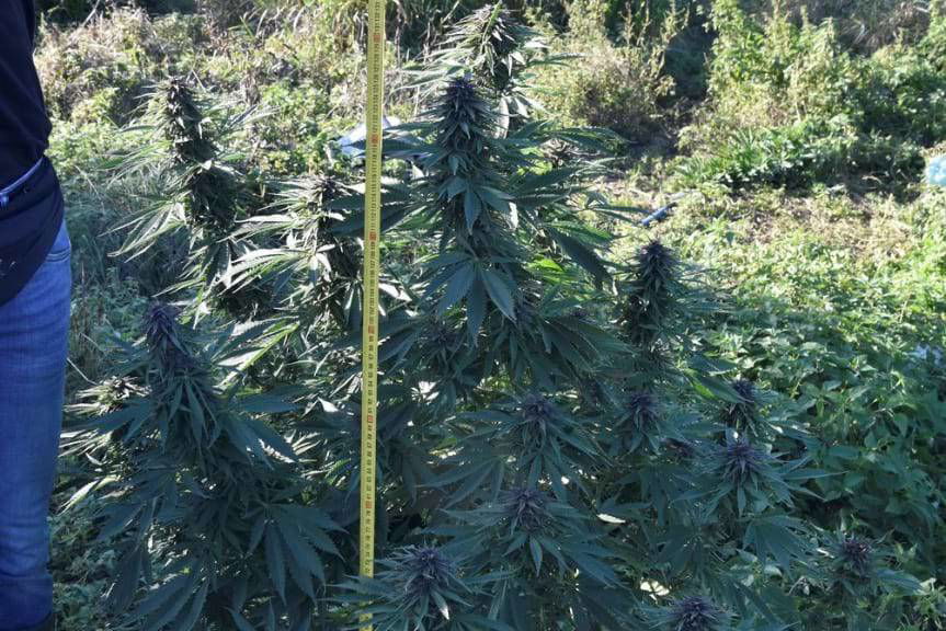 24 i 28-latek uprawiali konopie i posiadali narkotyki