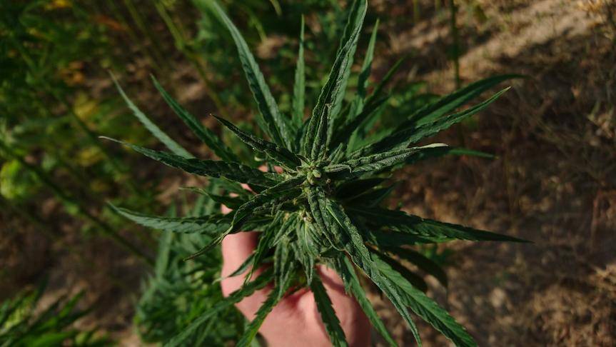 Jak CBN wpływa na nasze zdrowie i samopoczucie