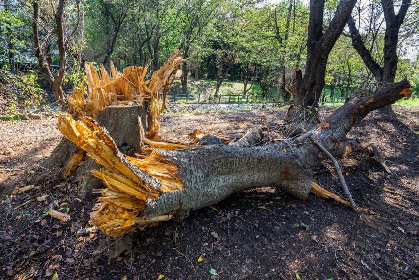 Ostrzeżenie przed silnym wiatrem