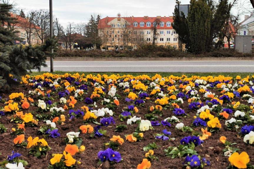 Ponad 18 tysięcy bratków i stokrotek