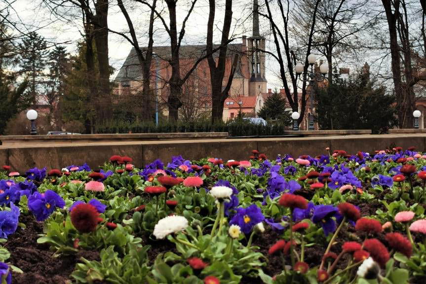 Ponad 18 tysięcy bratków i stokrotek