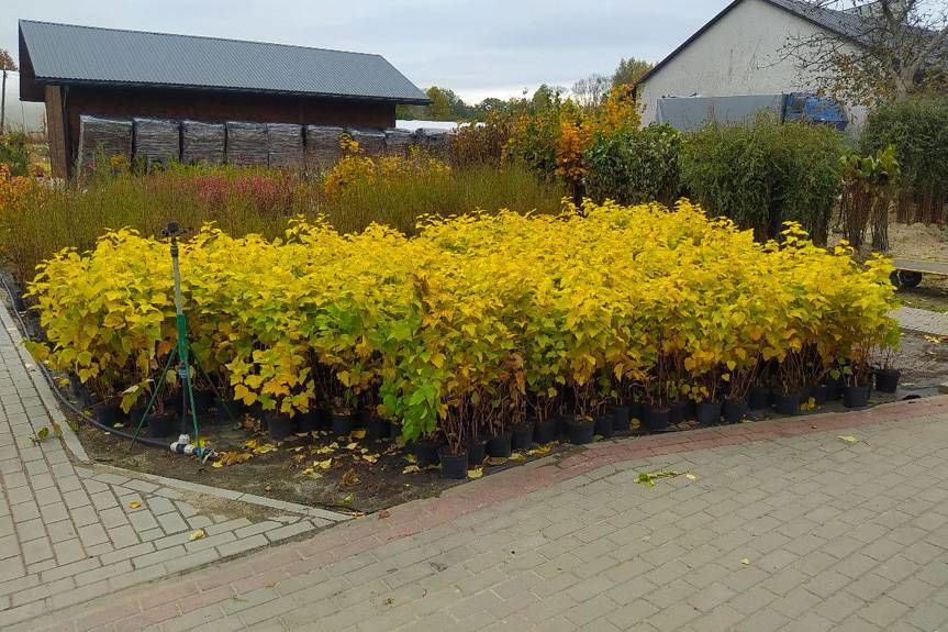 Powiat jasielski sadzi drzewa miododajne