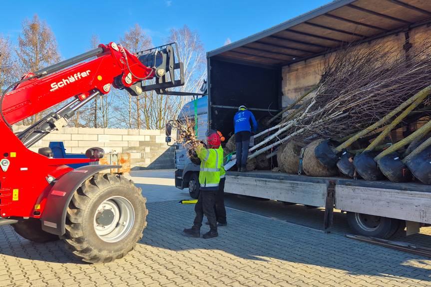 Ponad 120 nowych drzew pojawi się w Jaśle