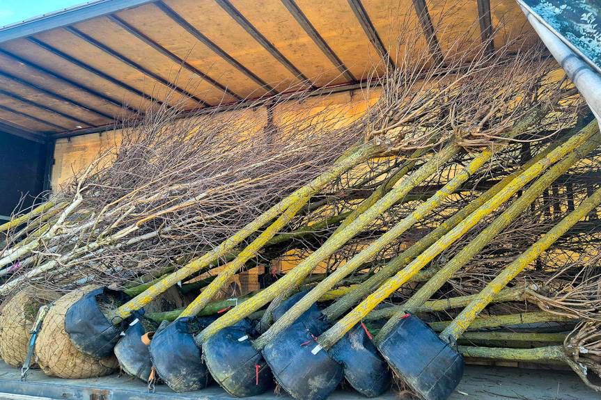 Ponad 120 nowych drzew pojawi się w Jaśle