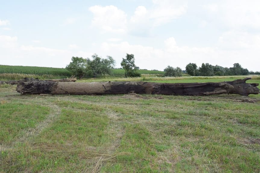 Próbowali ukraść czarny dąb. Odpowiedzą przed sądem
