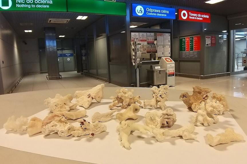 przemyt,koralowce,kas,przejście,lotnisko,jasionka