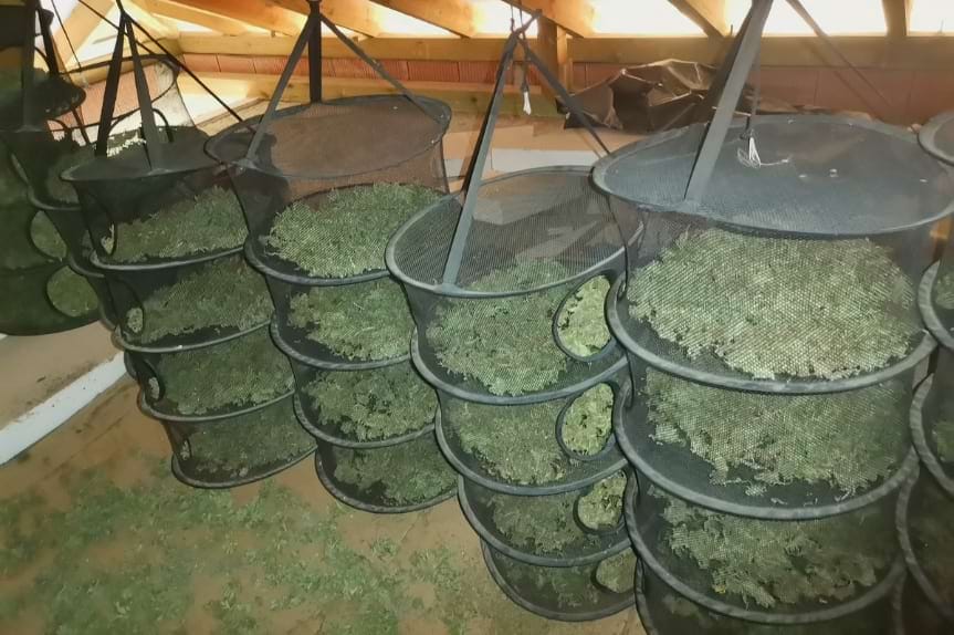 44 i 45-latek uprawiali konopie