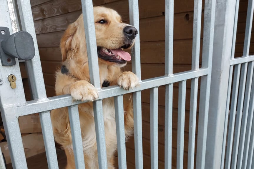 Policjanci zaopiekowali się zbłąkanym psem