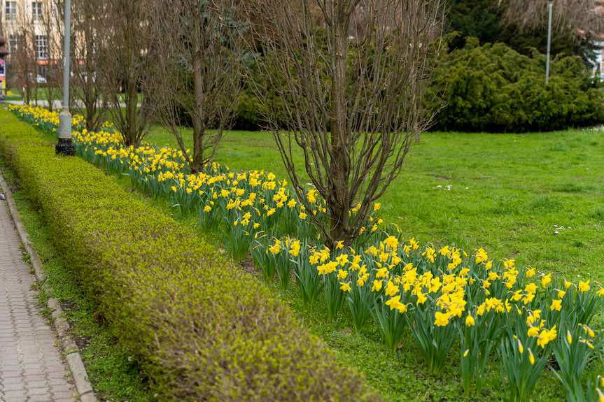Wiosenne porządki w Rzeszowie. Trwają zamiatanie, nasadzenia i pielęgnacja zieleni