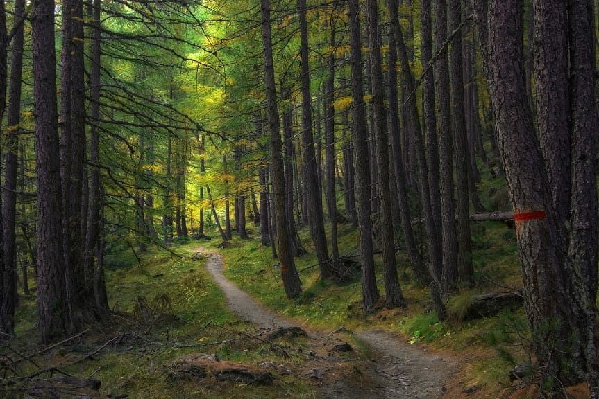 Mężczyzna przygnieciony przez ciągnik podczas pracy w lesie