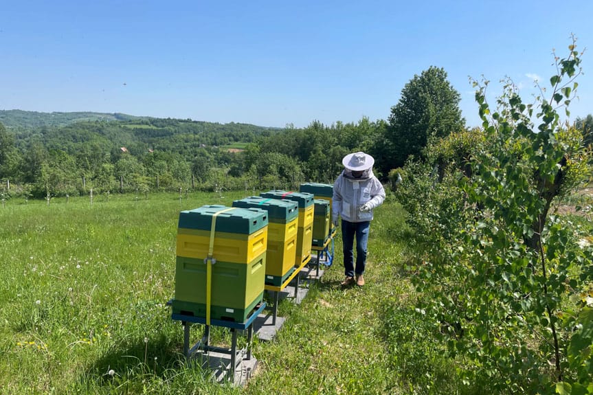 Pasieka w kampusie WSIiZ w Kielnarowej