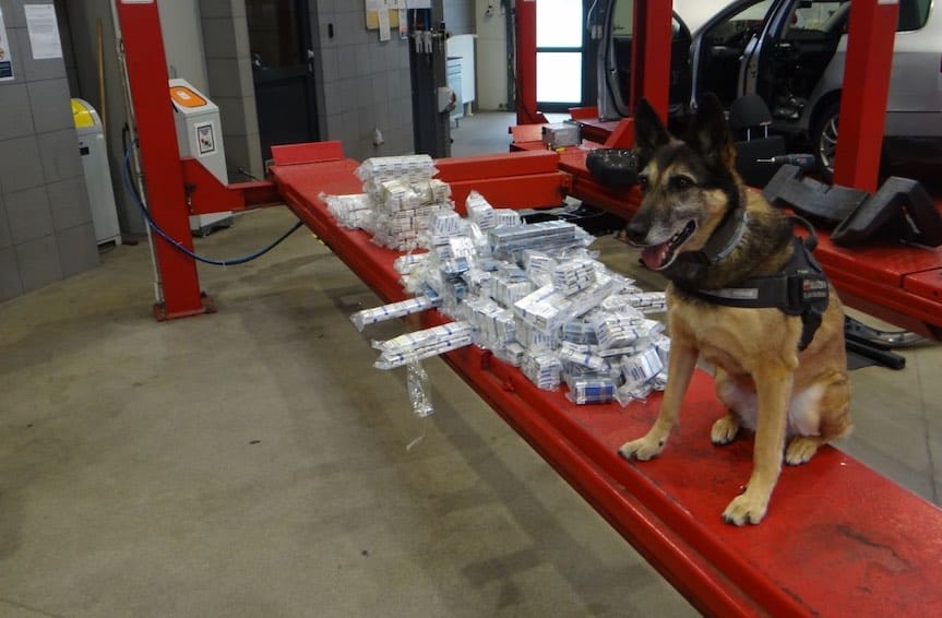 Psy zwęszyły skrytki z papierosową kontrabandą