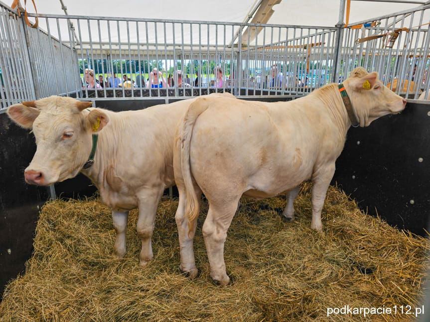 Kozy, kaczki, świnie, konie, ale też pszczoły i króliki