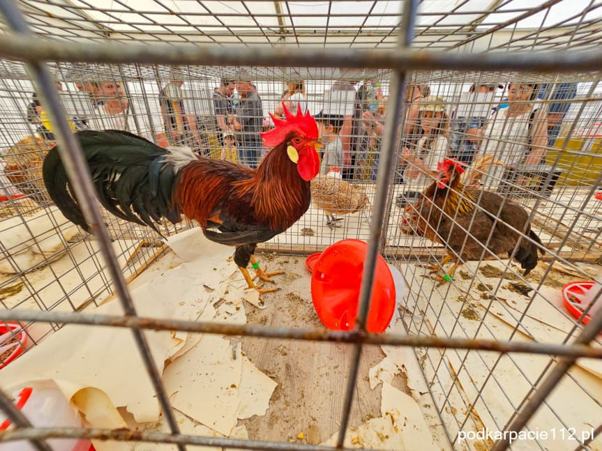 Kozy, kaczki, świnie, konie, ale też pszczoły i króliki