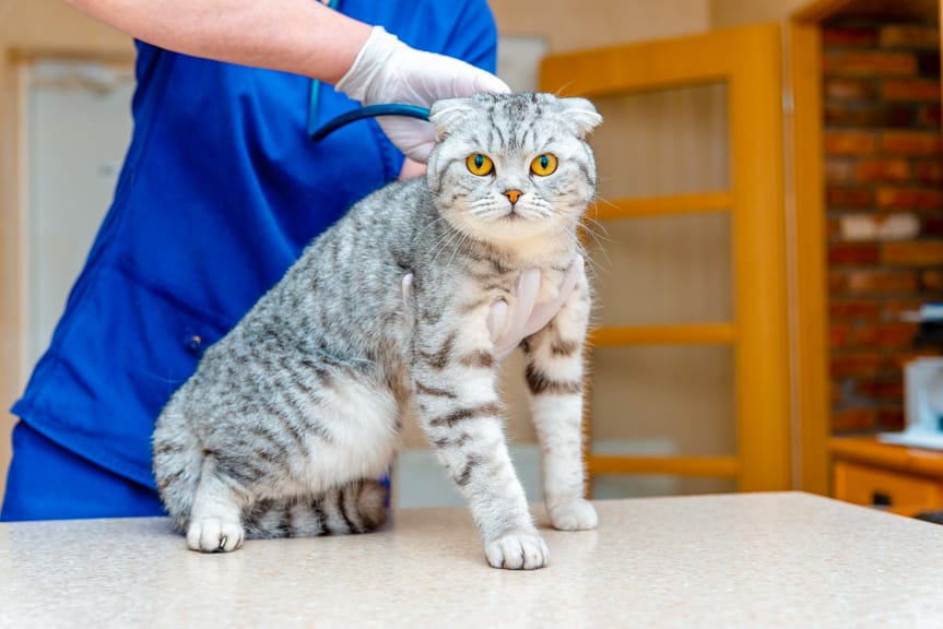 Uwaga! Śmiertelne zagrożenie dla kotów