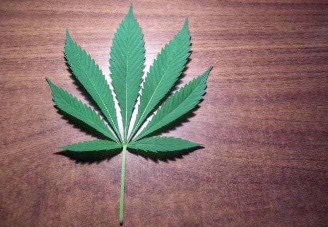 Areszt dla 27-latka z Rymanowa za uprawę konopi