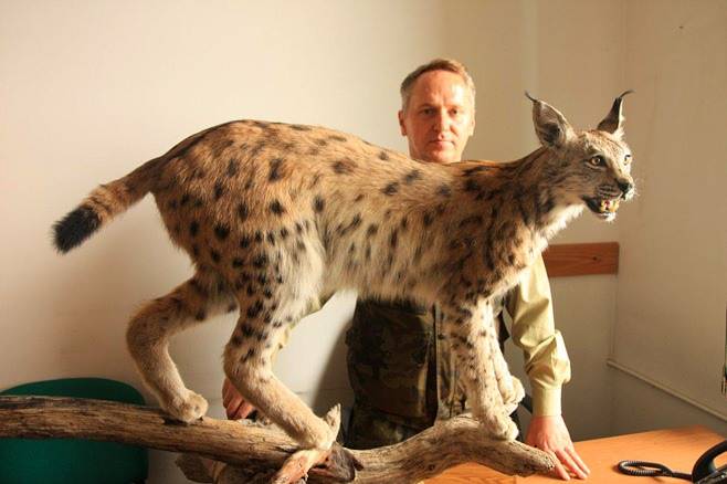 Ryś spod Dukli trafił do izby edukacyjnej
