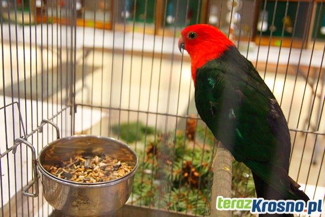 Wystawa ptaków w RCKP