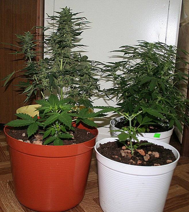 Uprawiał konopie w szafie