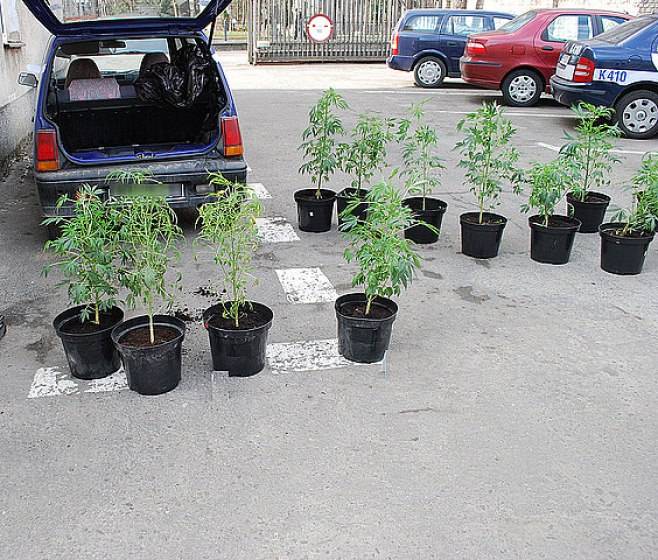 15 donic z sadzonkami konopi w tico