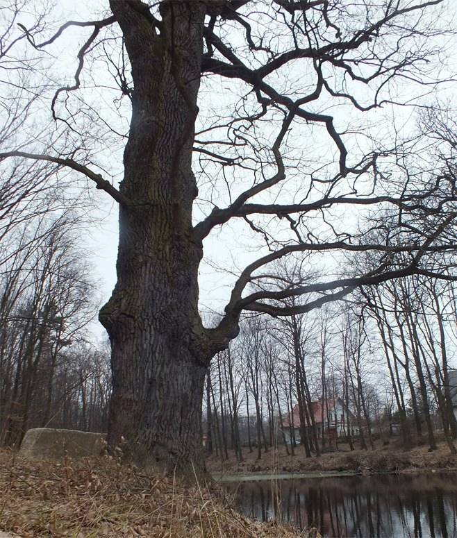 Dąb Wincenty w finale konkursu Drzewo Roku Klubu Gaja