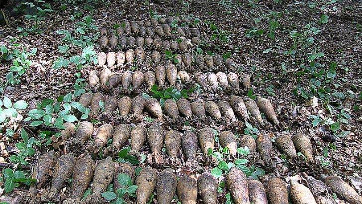 Pociski artyleryjskie ukryte w lesie pod Krosnem