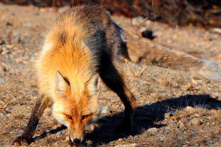 Lisy dostaną szczepionkę