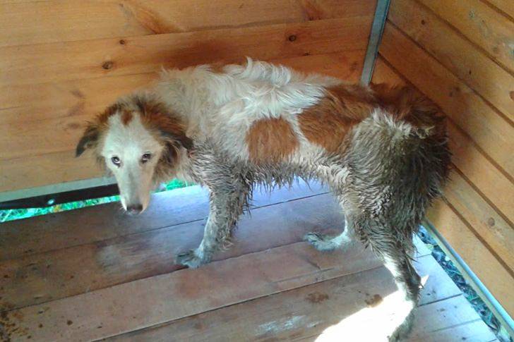 Ktoś chciał się pozbyć psa, zamknął go w studzience kanalizacyjnej