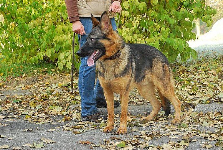 Podkarpacka Policja kupi psy