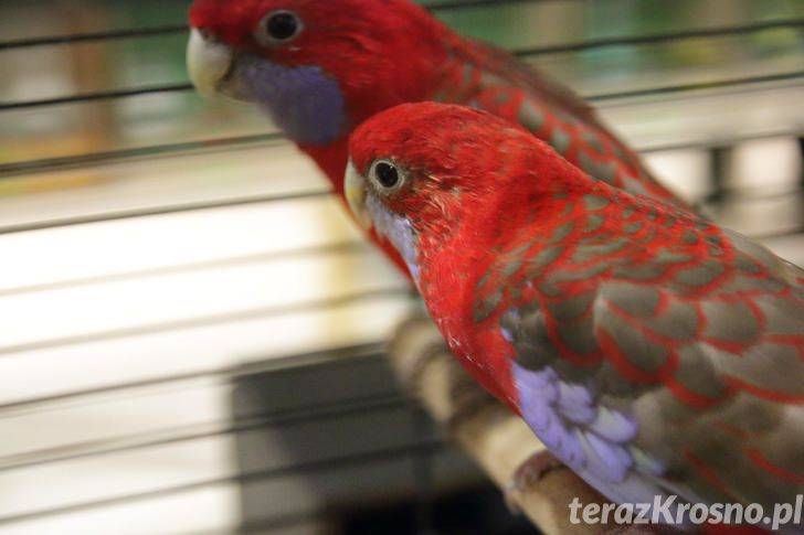 Kanarki i inne ptaki egzotyczne w Krośnie