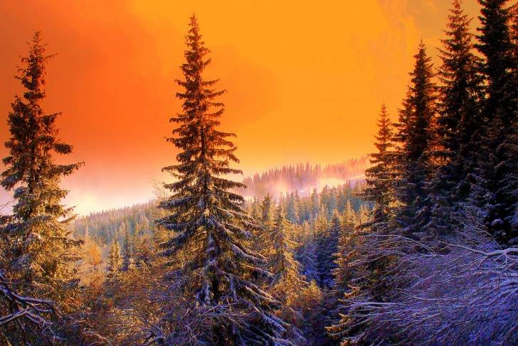 Ruszył konkurs Leśne Fotografie 2014