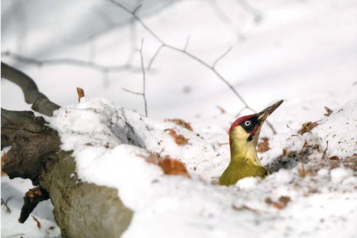 Konkurs Leśne Fotografie rozstrzygnięty