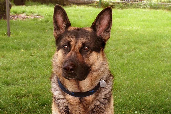 Pies pogryzł 17-latka i policjanta