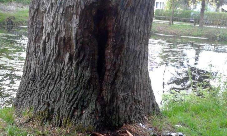 Pożar Dębu Wincenty. Ktoś podpalił 400-letni pomnik przyrody