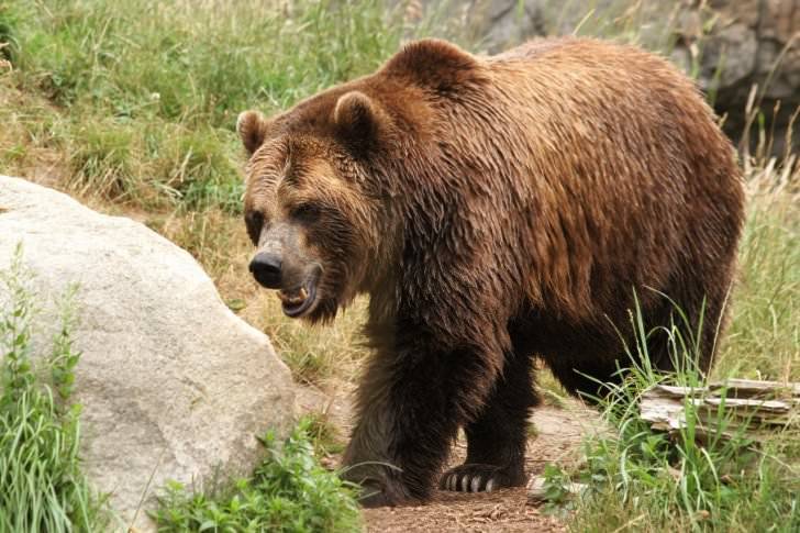 Uwaga, niedźwiedź w Poraju!