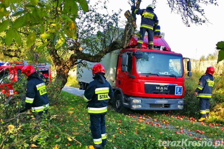 Wietrzno. Jabłoń spadła na ciężarówkę