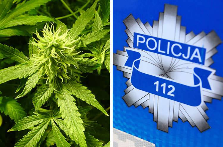 Ponad 3 kg marihuany u mieszkańca Krościenka Wyżnego