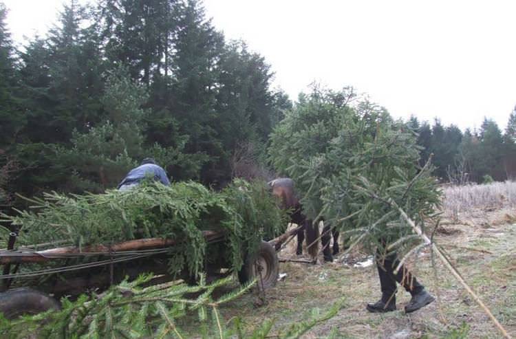 Jeżeli choinka to tylko prawdziwa