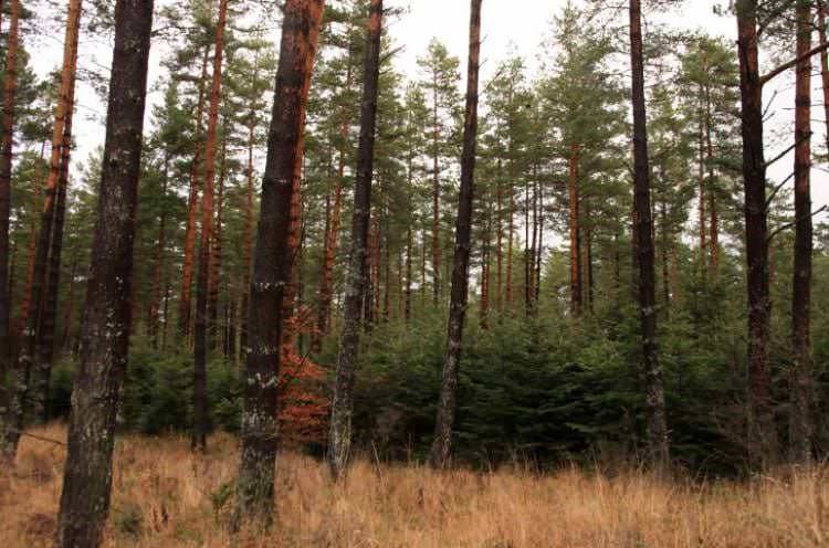 Leśnicy podsumowali akcję Choinka-15