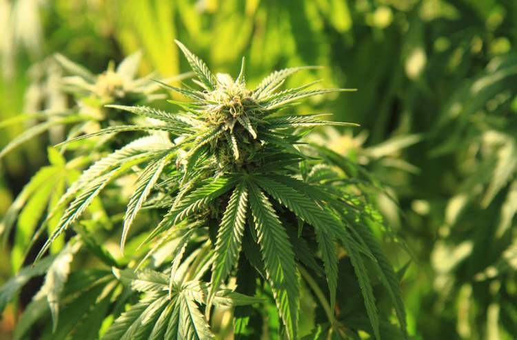 Korczyna. Domowa awantura z marihuaną w tle