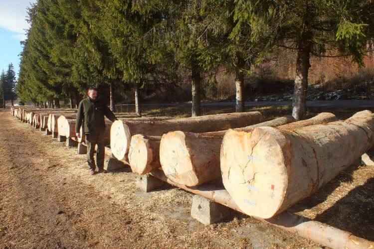 Udana submisja. Sprzedano 985 metrów sześciennych drewna