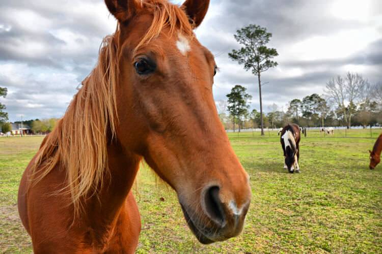 Niecodzienna interwencja policji. Koń spacerował środkiem drogi