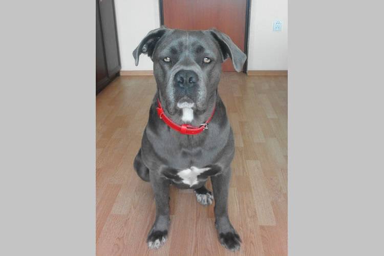 Mieszkanka Krosna chciała sprzedać cudzego psa