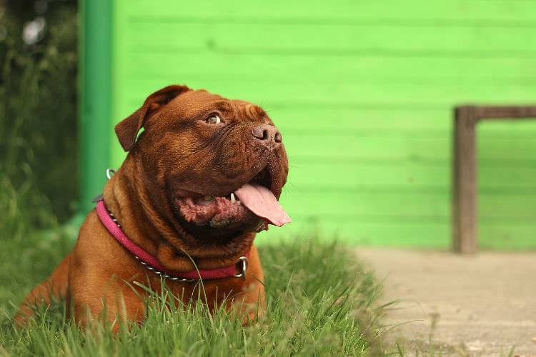 W upały pamiętajmy o zwierzętach