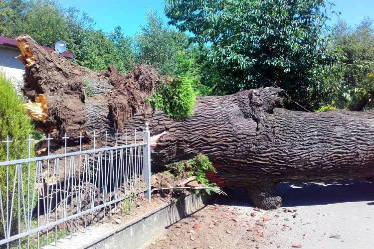Krok od tragedii w Głębokim. Potężne drzewo spadło na drogę