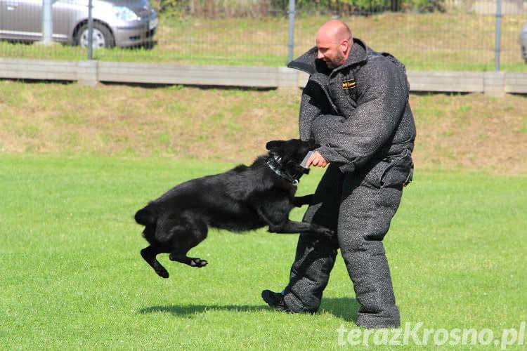 Pokaz wyszkolenia psów podczas Jarmarku Korczyńskiego