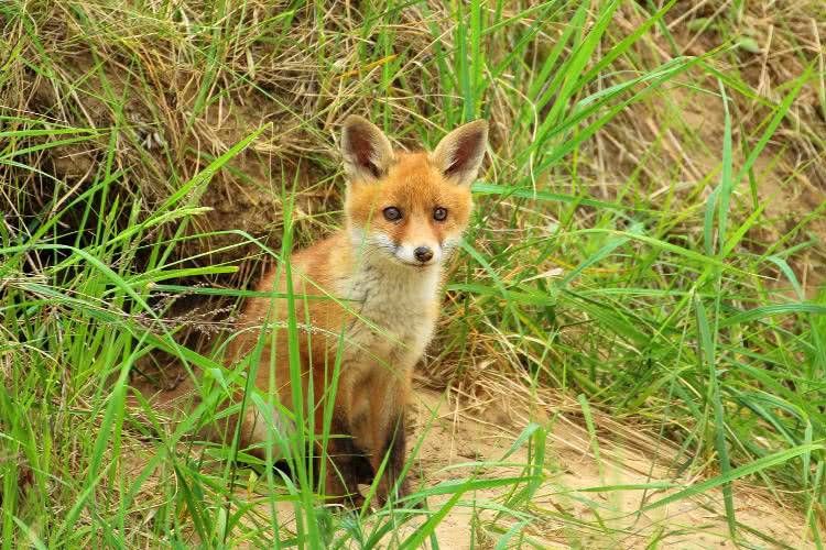 Będą szczepić lisy przeciwko wściekliźnie