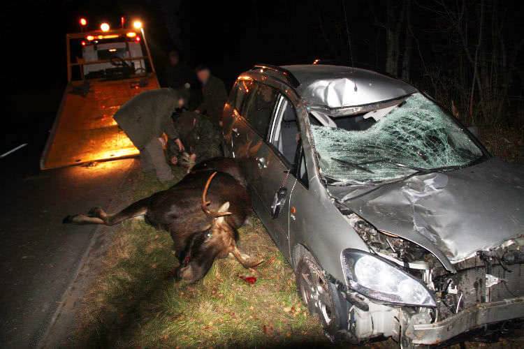 Jesienią noga z gazu. Uwaga na dzikie zwierzęta 
