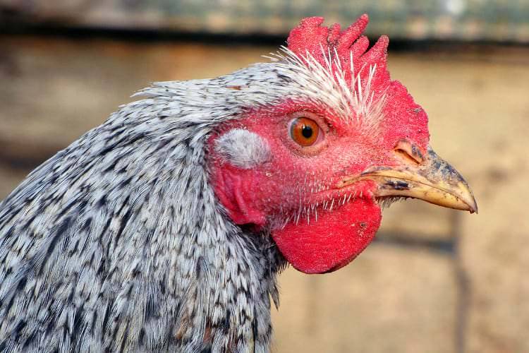 Wirus ptasiej grypy. Wykryto ognisko w Krośnie